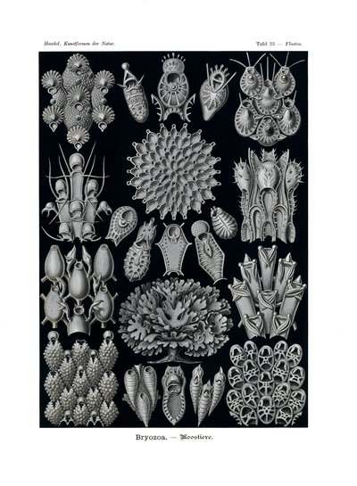 Bryozoa, 1899-1904 av German School