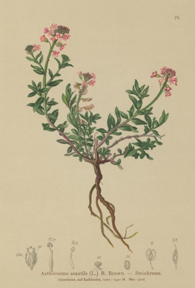 Burnt Candytuft (Aethionema saxatile, Thlaspi saxatile) av German School