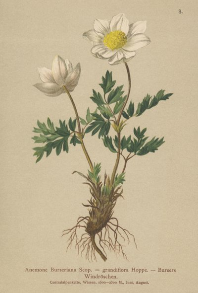 Bursers Anemone (Anemone Burseriana, Anemone grandiflora) av German School