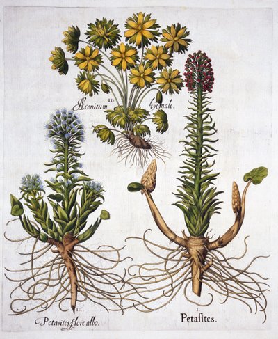 Butterburs and Winter Aconite, från Hortus Eystettensis, av Basil Besler (1561-1629), pub. 1613 (handfärgad gravyr) av German School