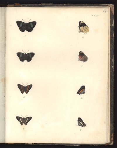 Butterflies, Pl. XXIV, illustration från Compendium of observation of zoology and comparative anatomy, gjord i Atlanten, i det inre av den nya kontinenten och i Sydhavet under en av German School
