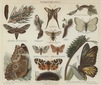 Fjärilar och nattfjärilar (färg litho) av German School