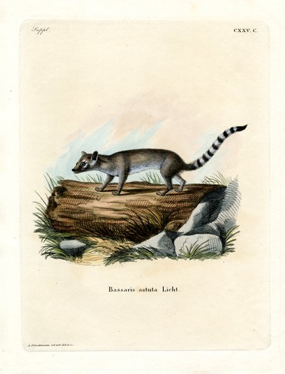 Cacomistle (färgad gravyr) av German School