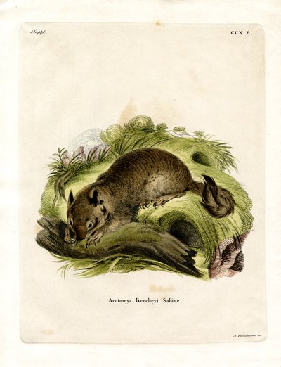 California Ground Squirrel (färgad gravyr) av German School