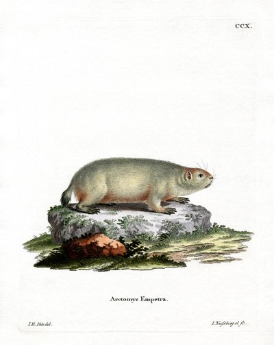Kanadensisk murmeldjur (färgad gravyr) av German School