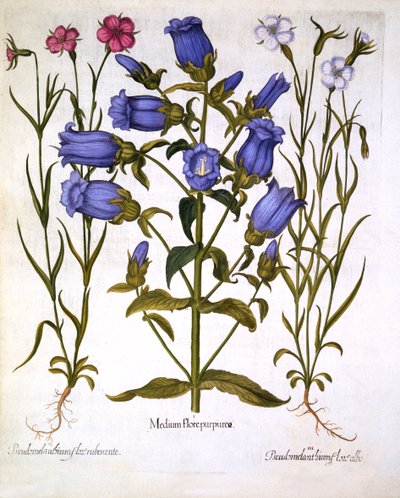 Canterbury Bells, and Corn Cockles, från Hortus Eystettensis, av Basil Besler (1561-1629), pub. 1613 (handfärgad gravyr) av German School