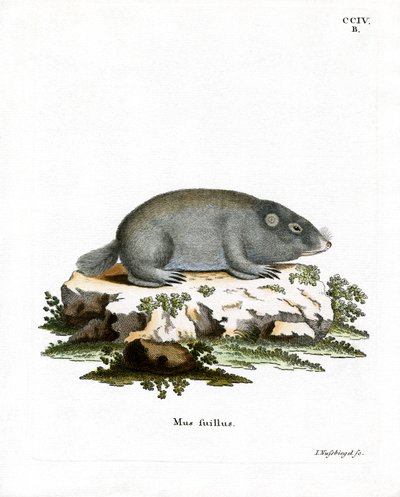 Cape Dune Mole Rat (färgad gravyr) av German School