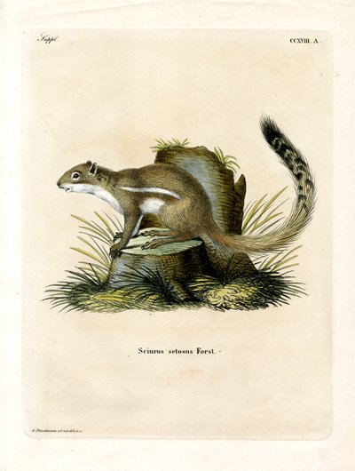 Cape Ground Squirrel (färgad gravyr) av German School
