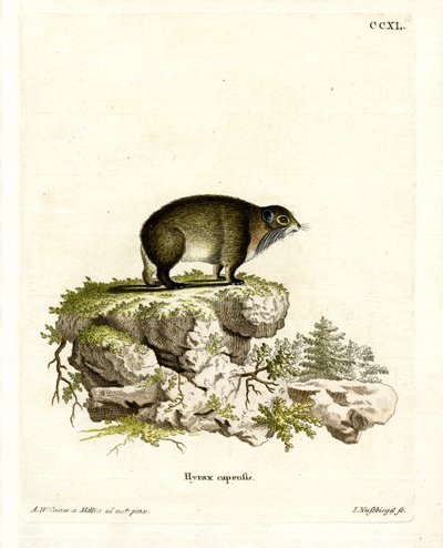 Cape Hyrax (färgad gravyr) av German School