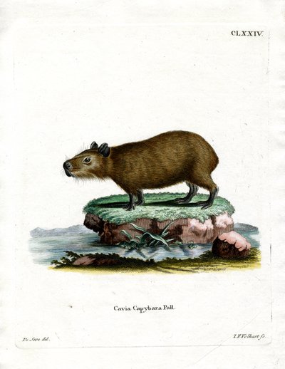 Capybara (färgad gravyr) av German School