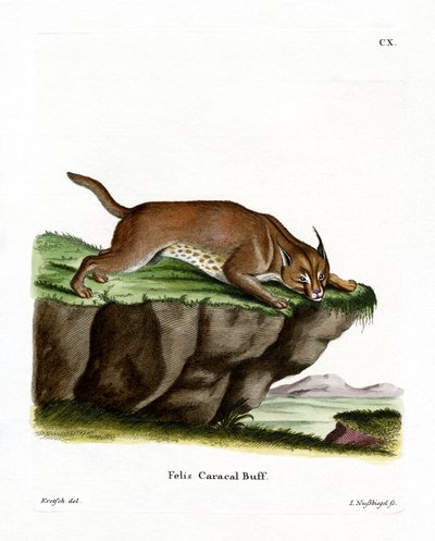 Caracal (färgad gravyr) av German School