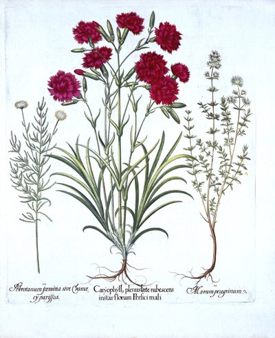 Nejlika, katttimjan och vanlig lavendelbomull, från Hortus Eystettensis, av Basil Besler (1561-1629), pub. 1613 (handfärgad gravyr) av German School