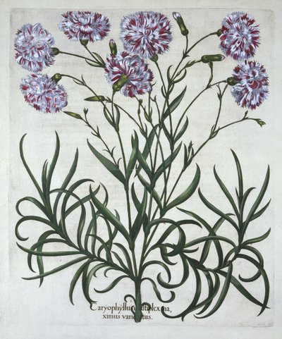 Nejlika, från Hortus Eystettensis, av Basil Besler (1561-1629), pub. 1613 (handfärgad gravyr) av German School