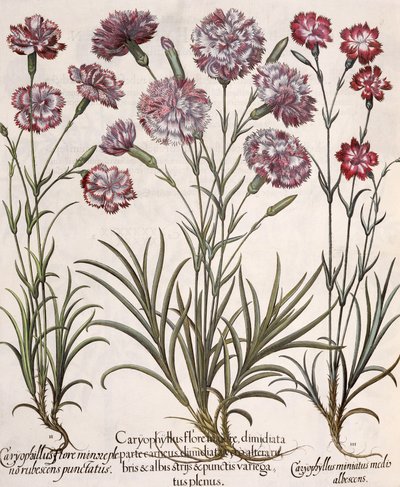 Nejlikor: 1.Caryophyllus major blomma; 2. Caryophyllus mindre än helblommig, rödspetsig; 3.Caryophyllus miniatus medis albescens, från Hortus Eystettensis av Basil Besler (1561-1629), pub. av German School