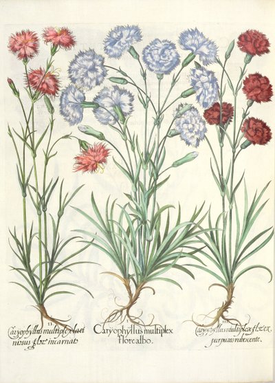 Nejlikor: 1.Caryophyllus med flera vita blommor; 2.Caryophyllus en flerfaldig, spetsig blomma inkarnerad; 3.Caryophyllus flera blommor av rödlila, från Eystettensis trädgård av Basil Besler av German School