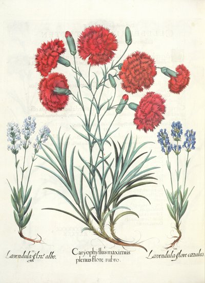 Nejlikor och lavendel: 1.Caryophyllus maximus full av röda blommor; 2. Lavandula vit blomma; 3. Lavandula ceruleo flore, från Hortus Eystettensis av Basil Besler (1561-1629), pub. 1613 av German School