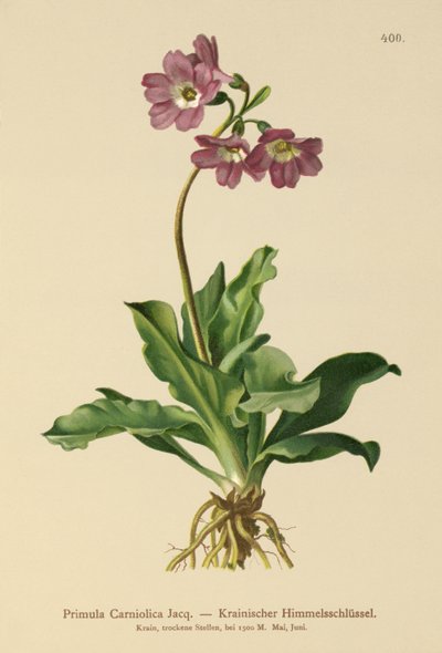 Carniolan Primrose (Primula Carniolica) av German School