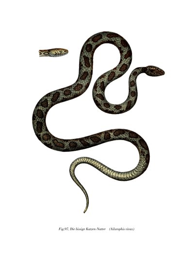 Cat Snake (litho i färg) av German School