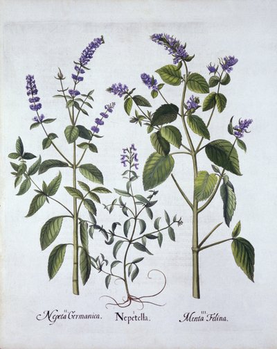 Catmintand Catnip, från Hortus Eystettensis, av Basil Besler (1561-1629), pub. 1613 (handfärgad gravyr) av German School