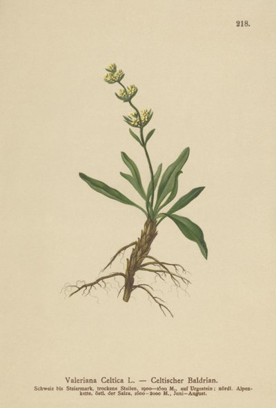 Celtic Spikenard (Valeriana celtica) av German School