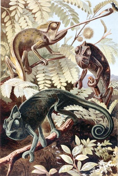 Kameleont, tallrik från "Brehms Tierleben: Allgemeine Kunde des Tierreichs", vol.7, s.171, utgiven av Bibliographisches Institut av German School