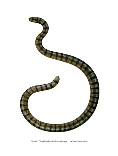Kinesisk havsorm (färg litho) av German School