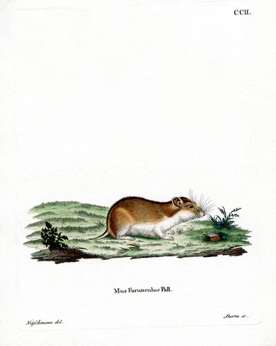 Kinesisk randig hamster (färgad gravyr) av German School