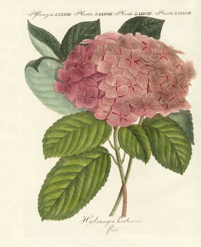 kinesiska blommor av German School