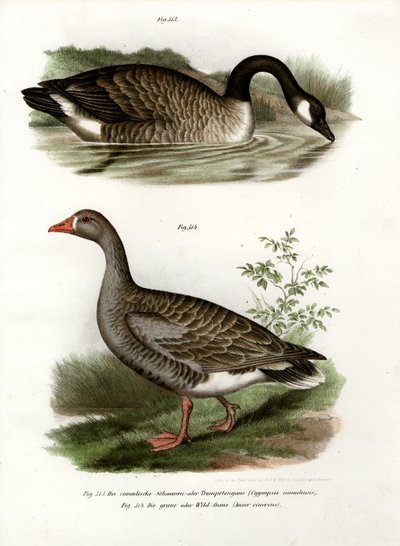 Kinesisk gås, 1864 av German School