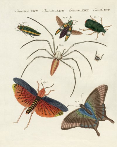 kinesiska insekter av German School