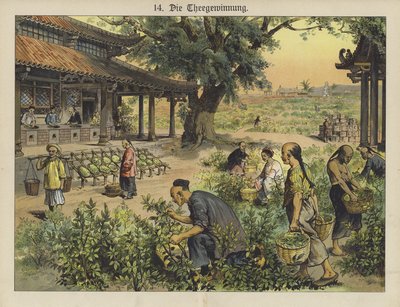 Kinesisk teplantage (färg litho) av German School