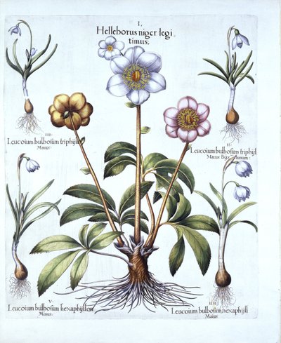 Christmas Rose and Snowdrop Variations, från Hortus Eystettensis, av Basil Besler (1561-1629), pub. 1613 (handfärgad gravyr) av German School