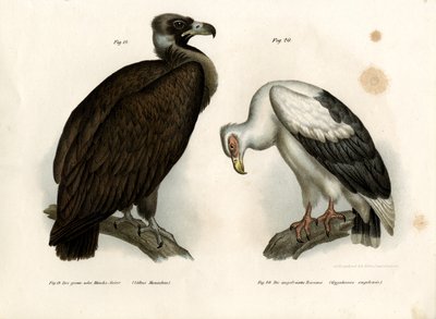 Cinereous Vulture, 1864 av German School