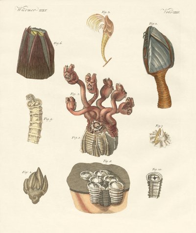 Cirrhipodas, Borstmaskar eller Brachiopoder (färgad gravyr) av German School