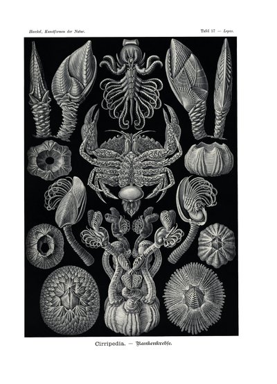 Cirripedia, 1899-1904 av German School