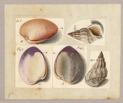 Mussla och havssnigel: Venus Mercenaria Linnaei, Buccino glacioli Linnaei, 1785 (wc på papper) av German School