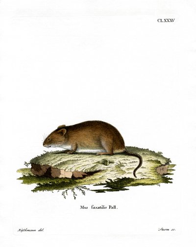 Cliff Mouse (färgad gravyr) av German School