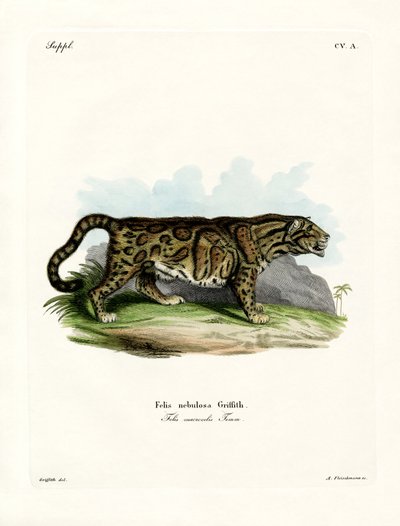 Clouded Leopard (färgad gravyr) av German School