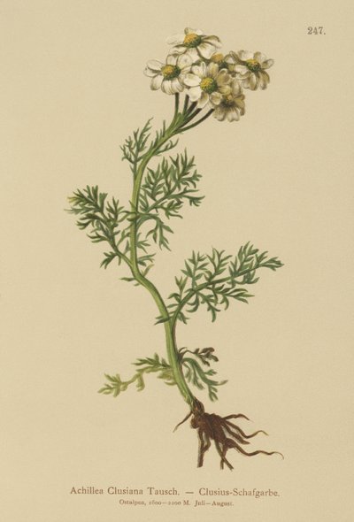 Clusius Yarrow (Achillea Clusiana, Achillea atrata ssp. clusiana) av German School