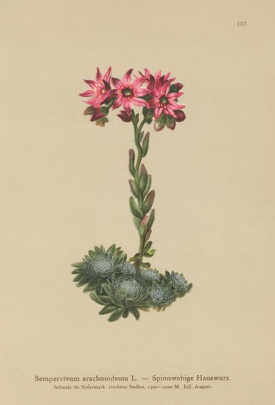 Cobweb Houseleek (Sempervivum arachnoideum, Sedum arachnoideum, Sempervivum sanguineum) av German School