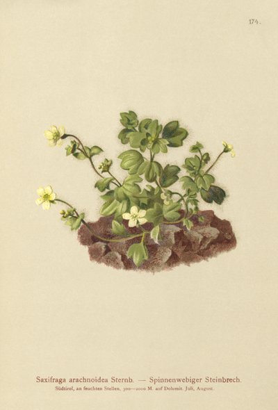 Cobweb Saxifrage (Saxifraga arachnoidea) av German School