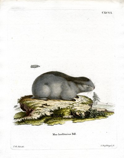Collared Lemming (färgad gravyr) av German School