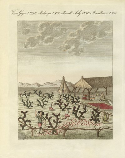 Samla cochenilles (färgad gravyr) av German School