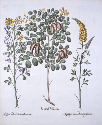 Colutea Tree and Cytisus Varieties, från Hortus Eystettensis, av Basil Besler (1561-1629), pub. 1613 (handfärgad gravyr) av German School