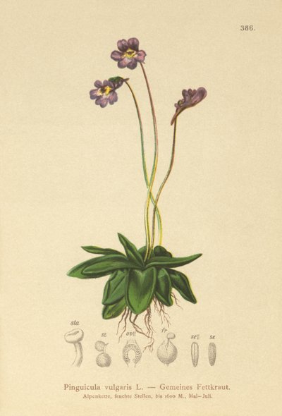 Vanlig smörört (Pinguicula vulgaris) av German School