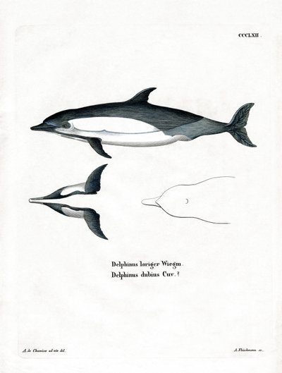Vanlig delfin (färgad gravyr) av German School