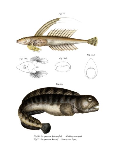 Common Dragonet (färg litho) av German School