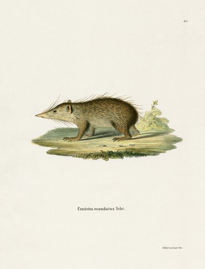 Common Tenrec (färgad gravyr) av German School