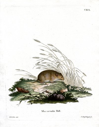 Sork (färgad gravyr) av German School