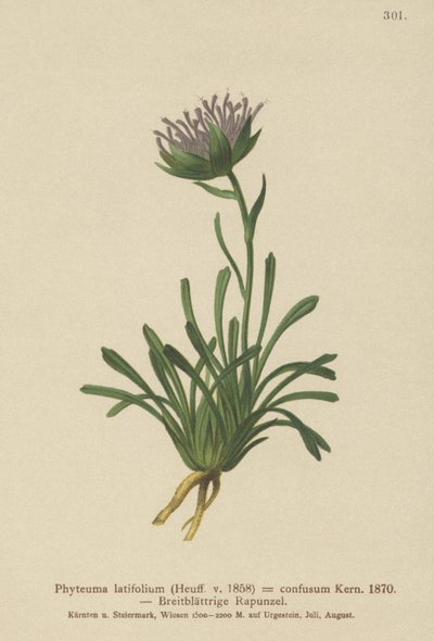 Förvirrad Rampion (Phyteuma confusum, Phyteuma latifolium, Phyteuma hemisphaericum av German School